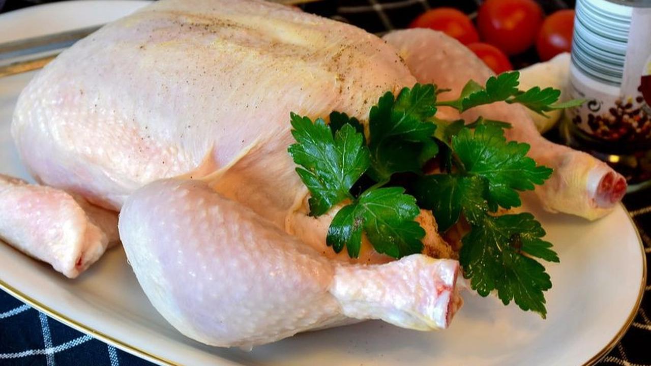 Manfaat Brutu Ayam