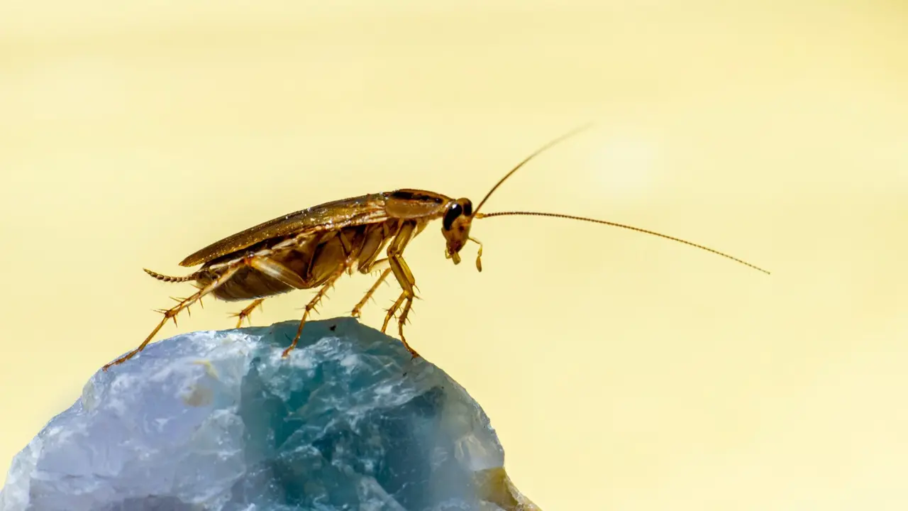 Cockroach
