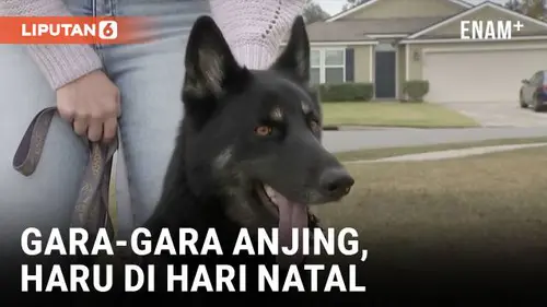 VIDEO: Anjing Peliharaan Ciptakan Momen Haru di Hari Natal