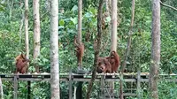 Feeding orangutan di Tanjung Harapan, Tanjung Puting, Kalimantan Tengah. (Liputan6.com/Dinny Mutiah)