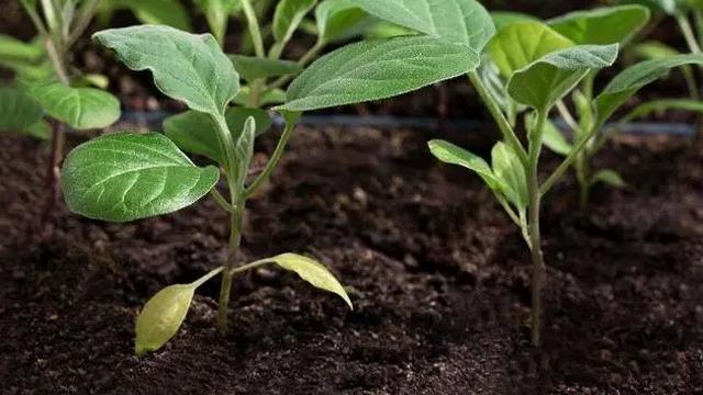 Ketahui Cara Menanam Hidroponik Sederhana di Rumah, Bercocok Tanam dengan Media Air