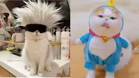 Potret kucing cosplay karakter anime (Sumber: 1cak.com)