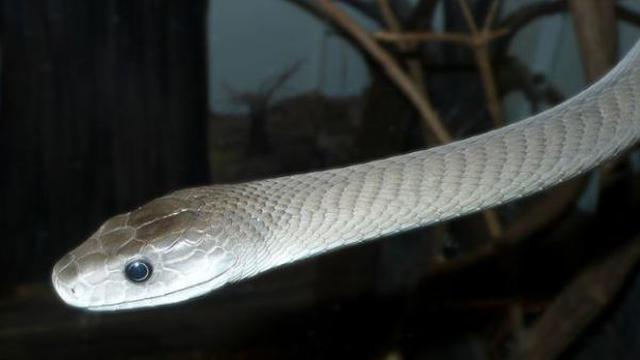 10 Ular Paling Berbisa di Muka Bumi