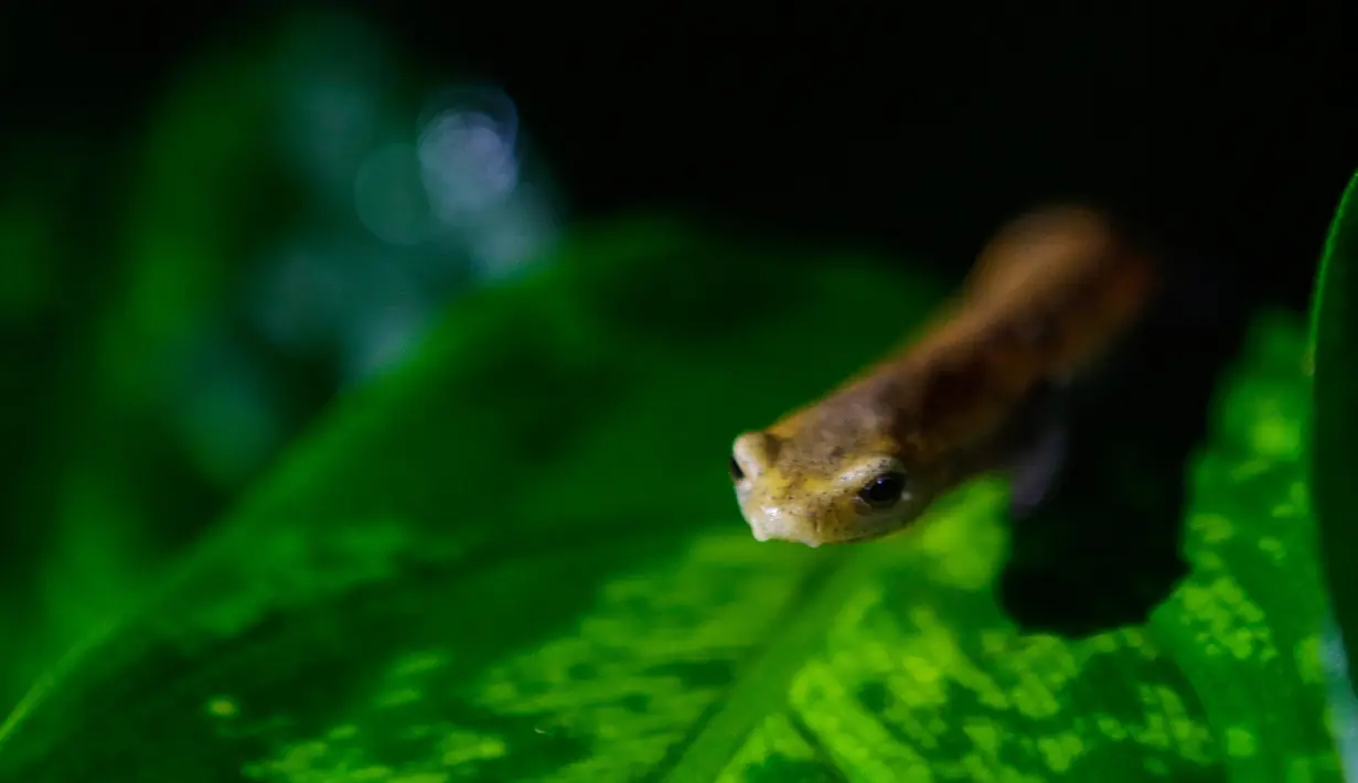 cSeekor salamander Mombacho berjalan di atas daun di Mombacho Volcano Natural Reserve di Granada, Nikaragua (18/3). Pemerhati lingkungan berusaha melestarikan salamander Mombacho yang terancam punah akibat perubahan iklim. (AFP/Inti Ocon)