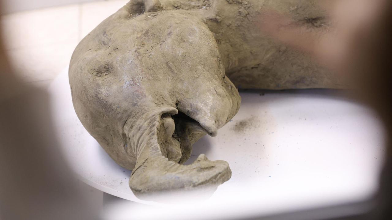 Bayi Mammoth Ditemukan di Bawah Salju Abadi Yakutia