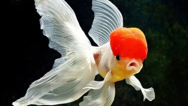 Ilustrasi Ikan Mas Koki Oranda (Foto: i2.wp.com/pinterest)