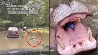 Pengunjung Taman Safari Lempar Botol ke Mulut Kuda Nil, Pelaku Jadi Buron (sumber: Instagram/cynthiactcete dan TikTok/bayikeraa)