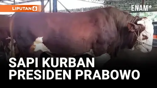  Dua Sapi Limosin Seberat 2,2 Ton Dipilih Presiden Prabowo untuk Berkurban di Babel