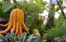 Ini Buddha's Hand, sitrus eksotis yang lebih bernutrisi dari jeruk