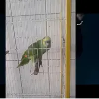 Gokil! Burung Beo ini bisa nyanyi The Monster kayak Rihanna dan Eminem. (Via: youtube.com)