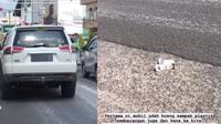 Pengemudi Pajero Sport membuang sampah di jalan (TikTok/@shintaniia)