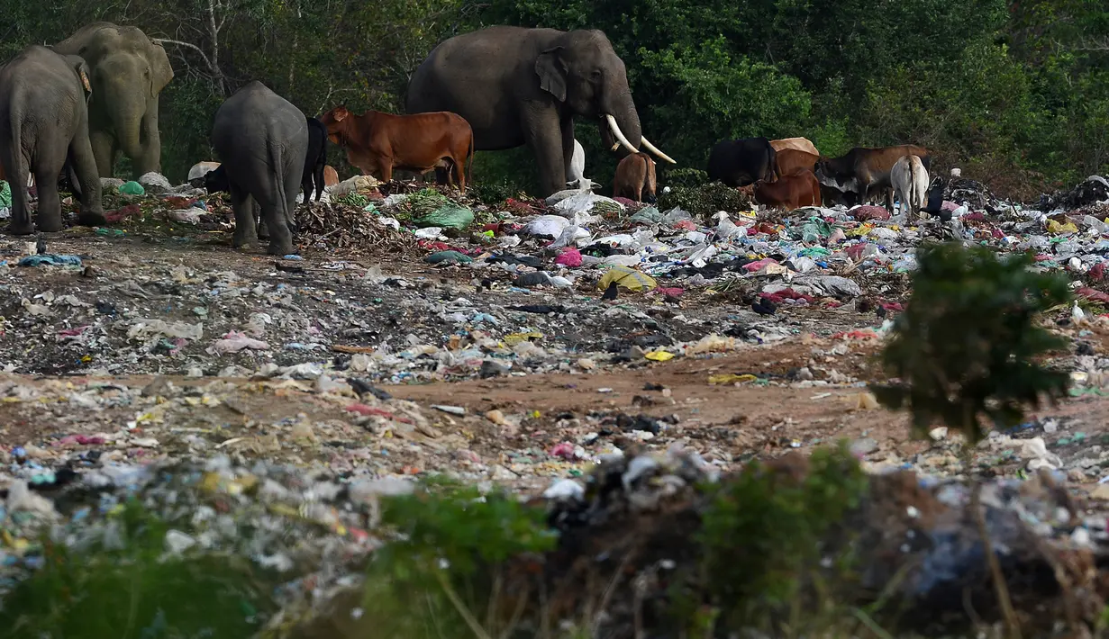 Kawanan gajah liar mencari makan di tempat pembuangan sampah terbuka Desa Digampathana, Sri Lanka, Sabtu (19/8). Menurut pihak berwenang, kawanan hewan liar semakin bergantung pada pembuangan sampah untuk sumber makanan. (LAKRUWAN WANNIARACHCHI/AFP)