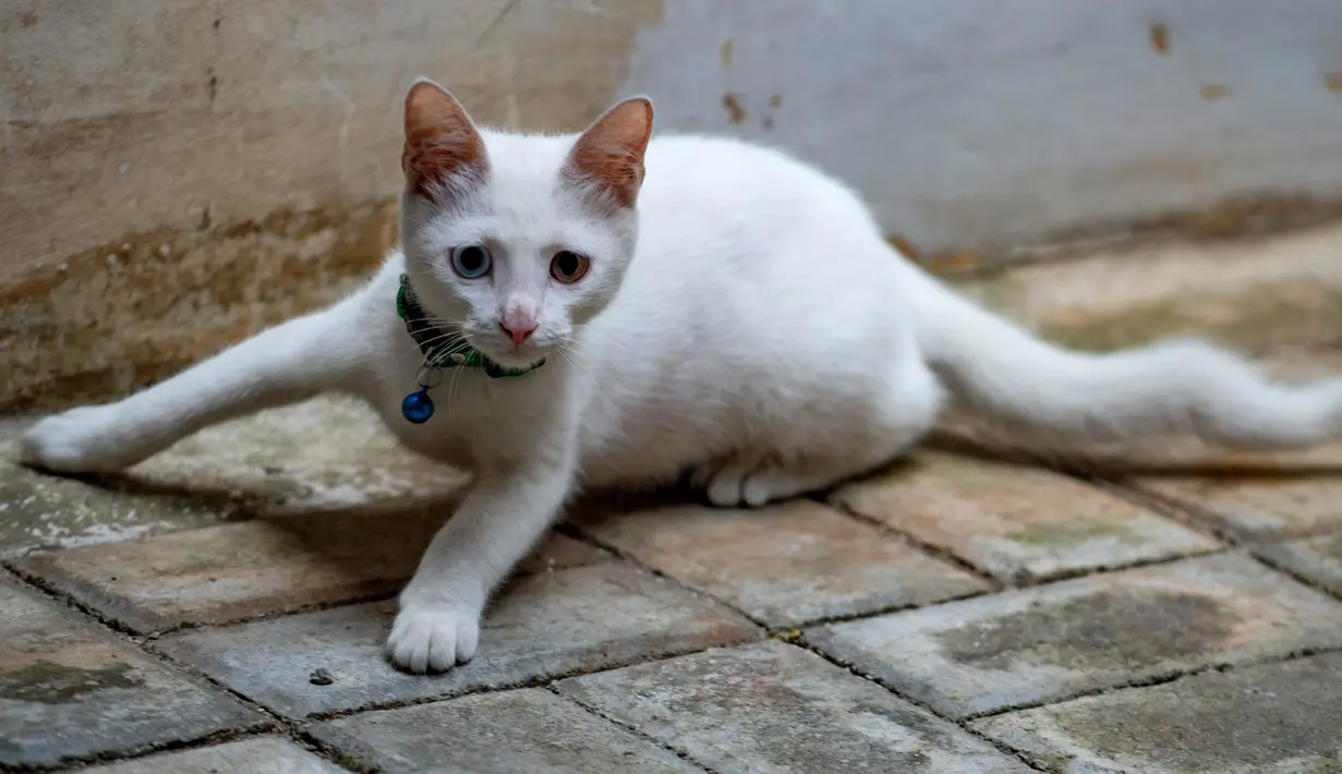 Seeekor kucing dengan warna bola mata yang berbeda (odd eye) terlihat duduk di lantai di Jakarta, 22 Juli 2018. Tak banyak yang tahu setiap 8 Agustus diperingati sebagai Hari Kucing Sedunia atau disebut juga Hari Kucing Internasional. (AFP/BAY ISMOYO)