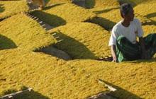Lindungi Petani Tembakau, Moratorium Kenaikan Cukai Jadi Langkah Strategis