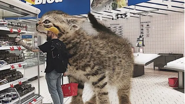Seniman Kreatif, 8 Foto Seandainya Kucing di Dunia Berukuran Raksasa