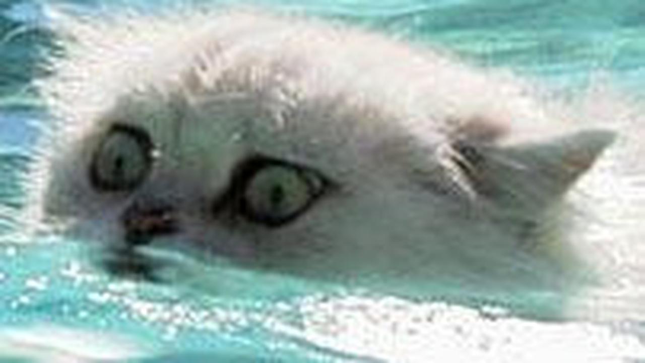 Turkish Van