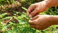Cara Mengolah Daun Meniran yang Sering Dianggap Hama, Mudah dan Bisa Dilakukan di Rumah