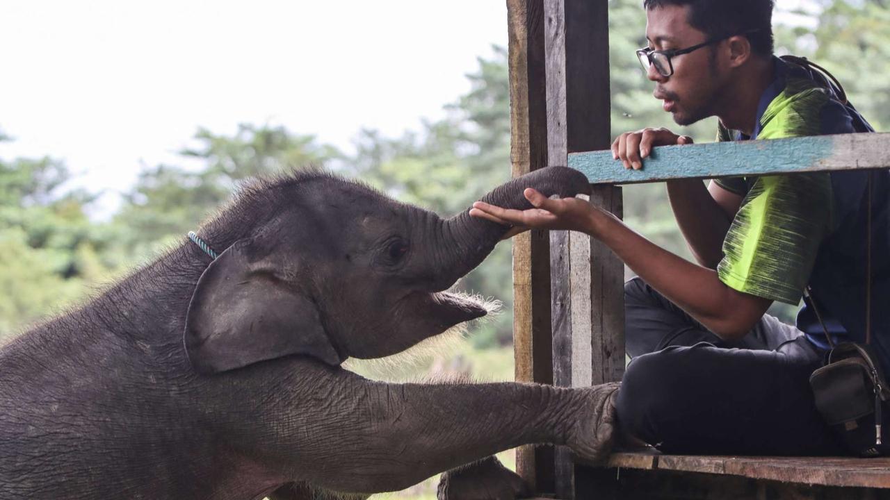 Bayi gajah dua bulan tersesat di permukiman warga