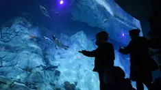 Pengunjung menyaksikan penguin Gentoo di Pusat Konservasi Penguin Polk di Kebun Binatang Detroit, 16 Februari 2022. Pusat Konservasi Penguin Terbesar di Kebun Binatang Detroit telah dibuka kembali lebih dari dua tahun setelah ditutup untuk memperbaiki waterproofing yang rusak. (AP Photo/Paul Sancya)