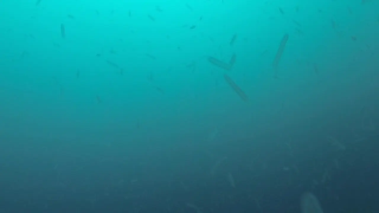 Jutaan Unicorn Laut Misterius Mengepung Pantai Barat AS, Ada Apa?