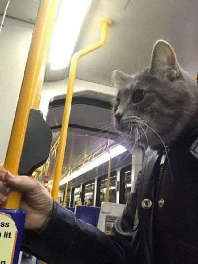 6 Ilusi Optik Kucing dengan Manusia Ini Bikin Kucek Mata, Harus Teliti