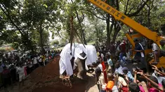 Alat berat digunakan untuk mengangkat seekor gajah kedalam liang lahat di Colombo, Sri Lanka, Selasa (15/3). Gajah yang bernama Hemantha ini mati karena mengalami cedera di kakinya. (REUTERS / Dinuka Liyanawatte) 