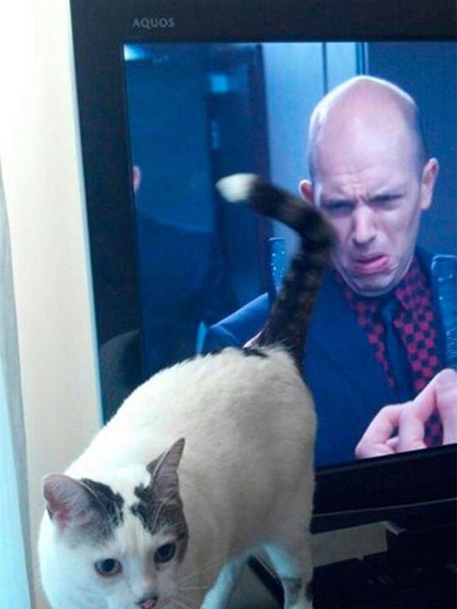 Foto kucing yang pas momennya