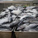 Cara Dapat Tarif 0% Ekspor Tuna ke Jepang, Industri Pengolahan Ikan Wajib Tahu