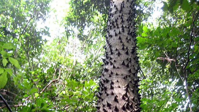 Sandbox Tree