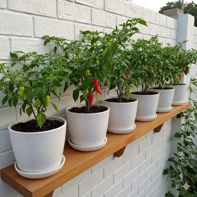 Menanam Cabai di Pot Keramik Putih pada Ambalan Kayu (Gemini AI)