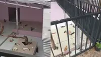 Kondisi Shelter Kucing Rumah Singgah Clow di Parung Bogor Usai Dibakar Karyawan yang Sakit Hati Dipecat