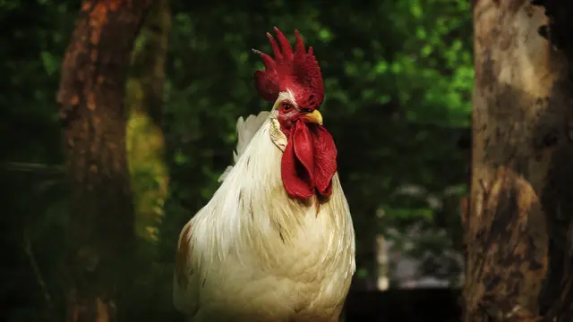 Ayam