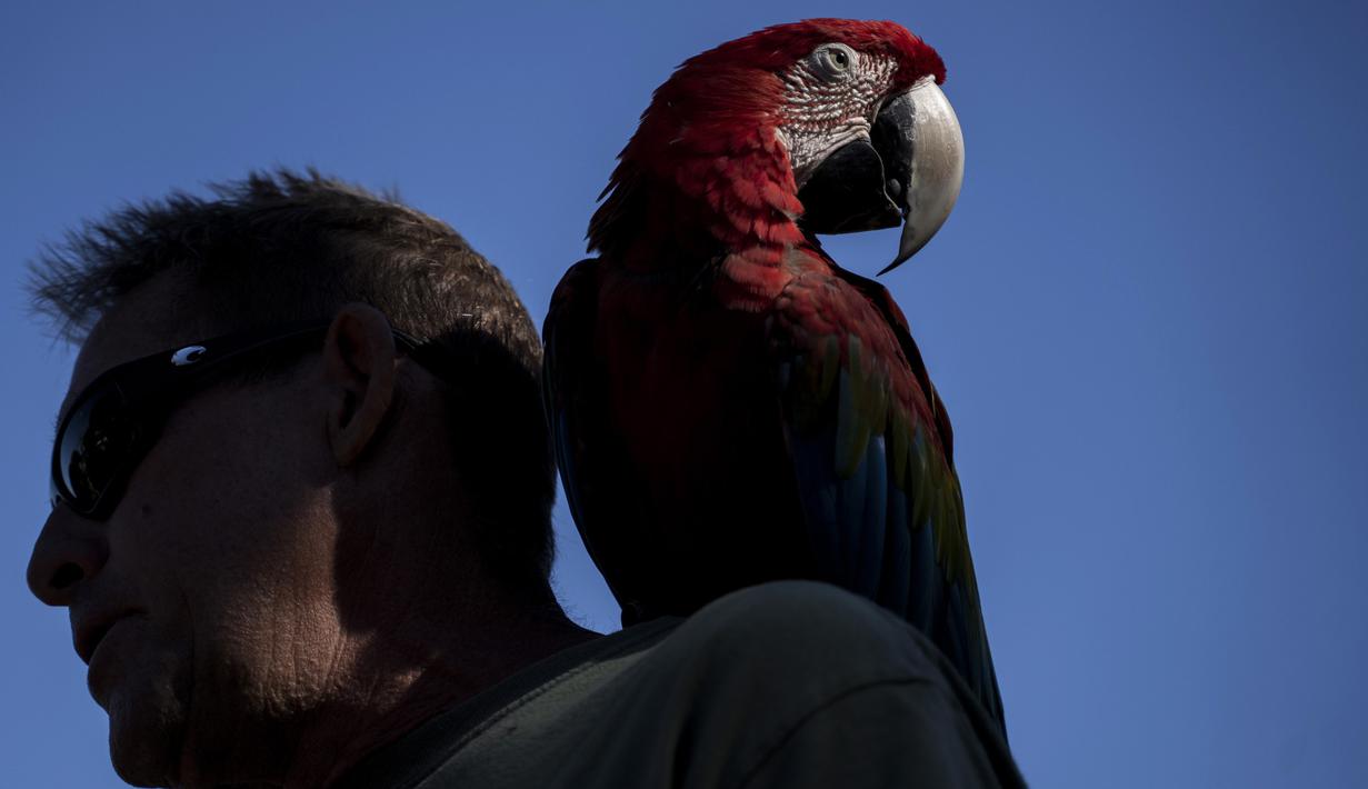Chuck Hogan, seorang penduduk di Kaniau Road, dan burung beo miliknya, IIlani, difoto saat diwawancarai di sebuah pos pemeriksaan, di Lahaina, Hawaii, Senin, 25 September 2023. (AP Photo/Mengshin Lin)