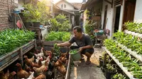 Cara Hemat Pakan Ayam dari Limbah Kangkung, Berkebun dan Beternak Bebas Sampah