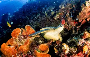 Top 3 Berita Hari Ini: Kata Kemenpar soal Turis China Diduga Berburu Penyu di Raja Ampat