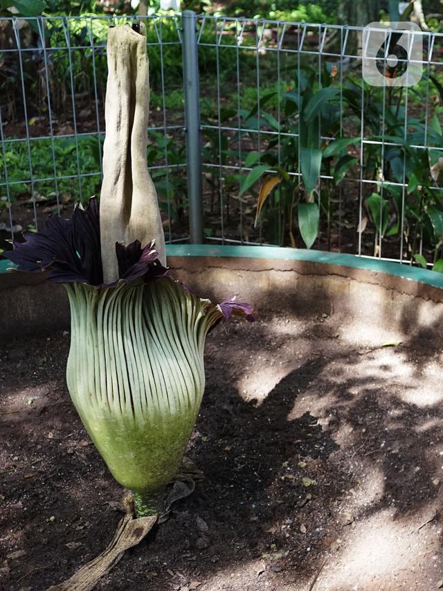 Pelestarian Bunga Bangkai di Kementerian LHK