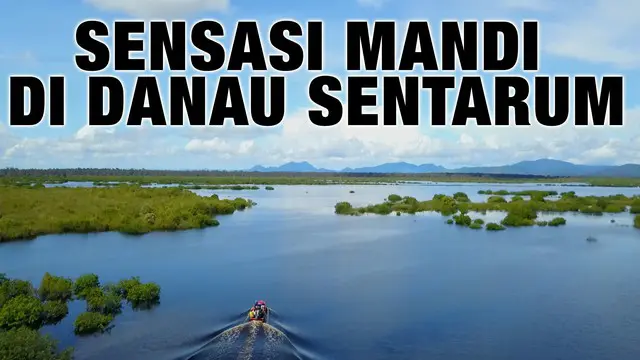 Pernah dengar Danau Sentarum di Kalimantan Barat? Danau ini adalah danau unik yang mengering di musim kemarau dan akan tergenang air pada musim penghujan.