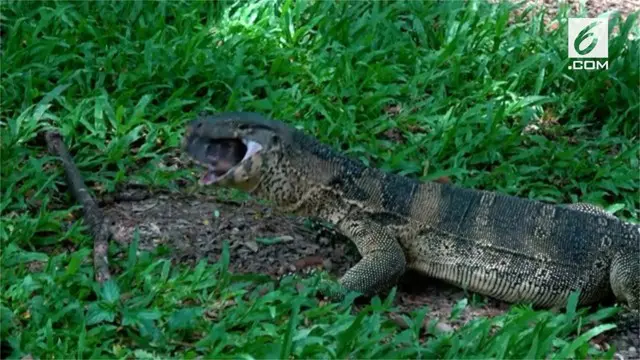 VIDEO: Detik-Detik Biawak Santap Penyu