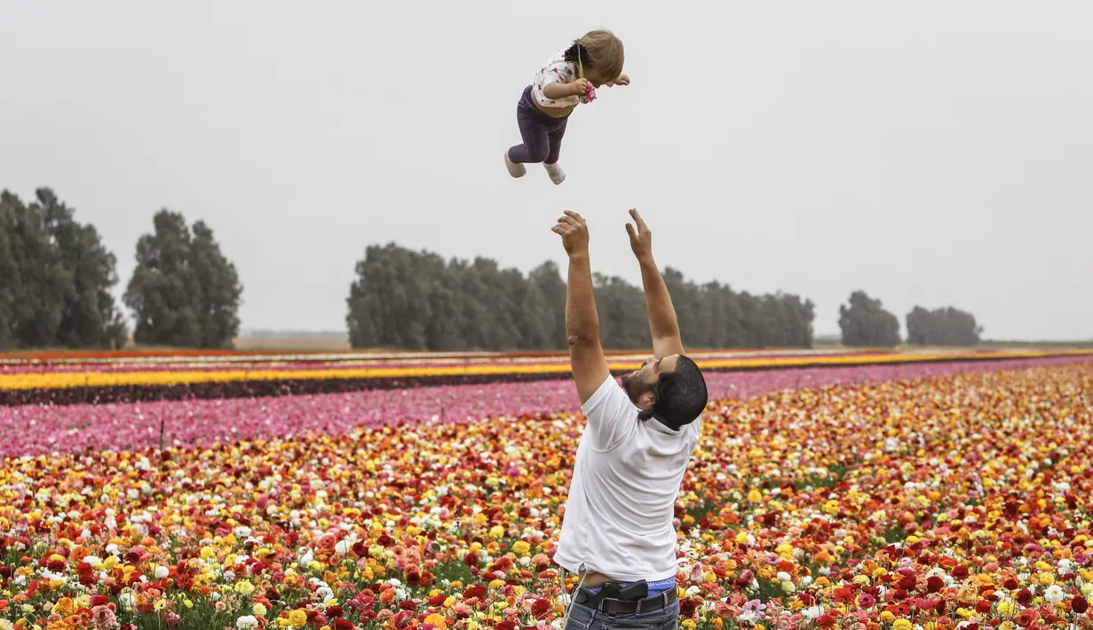 Warga dan anaknya saat berkunjung ke Taman Bunga Ranunculus di Kibbutz, Nir Yitzhak, di perbatasan Israel-Jalur Gaza (12/4). Taman Bunga Ranunculus ramai didatangi warga saat hari liburan Yahudi Pesach (Paskah). (AFP PHOTO/MENAHEM KAHANA)