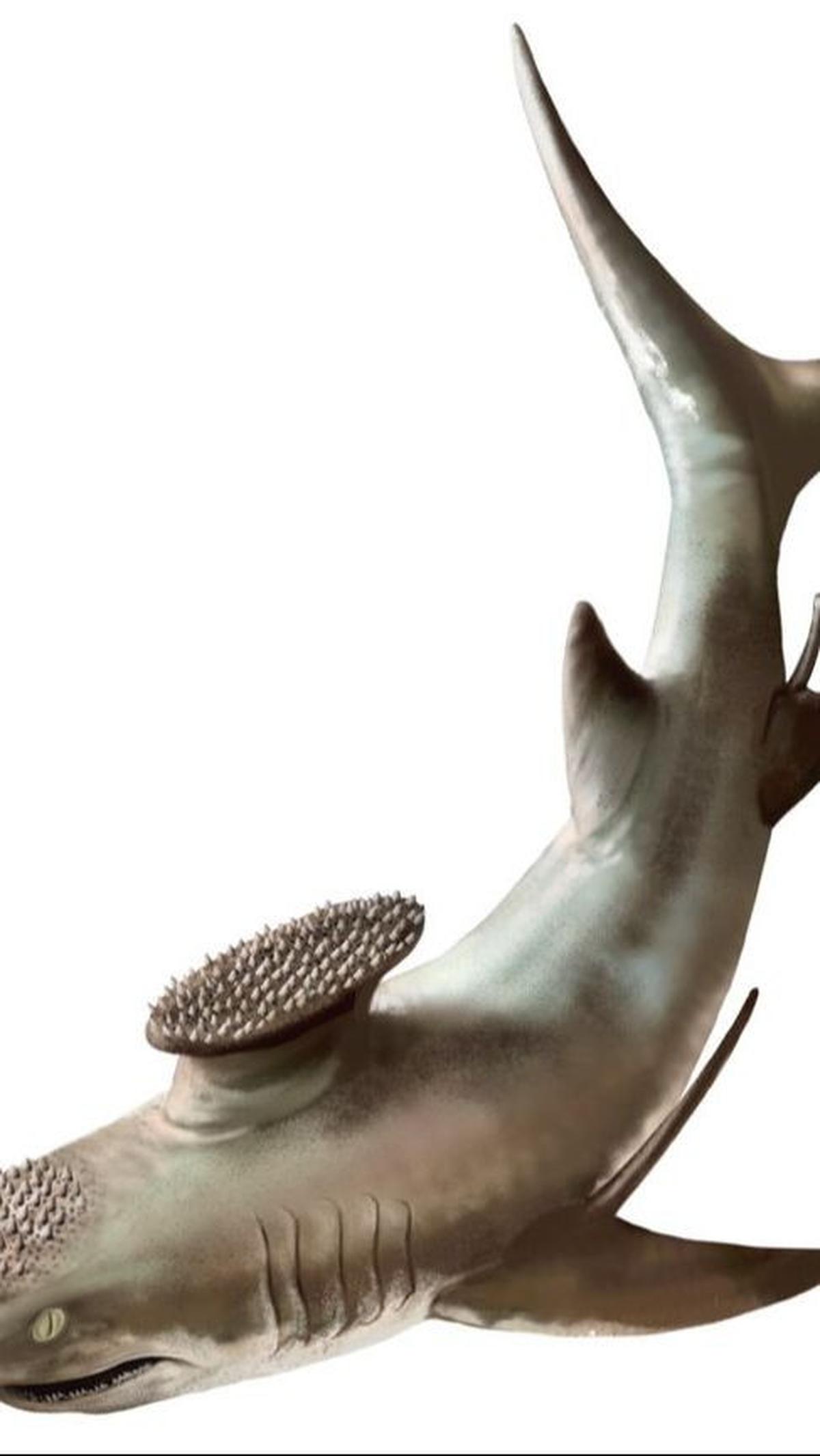 <b>Hiu Stethacanthus</b><br>