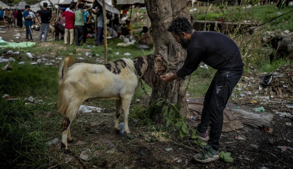 Seorang pedagang memberi makan kambing di pasar ternak menjelang Idul Adha di New Delhi, India, Selasa, 5 Juli 2022. Umat Muslim di seluruh dunia merayakan Idul Adha, atau "Hari Raya Kurban," yang memperingati kisah Al Quran tentang kesediaan Nabi Ibrahim mengorbankan anaknya sebagai bentuk ketaatan kepada Allah SWT. (AP Photo/Altaf Qadri)