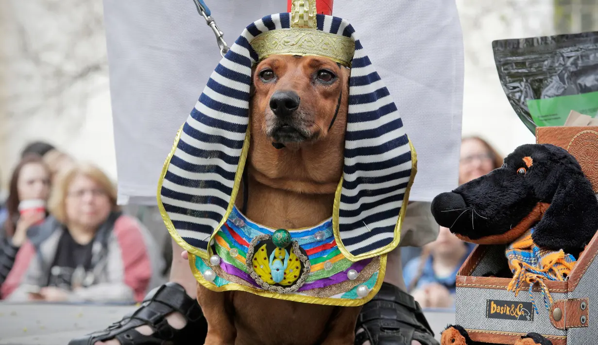 Seekor anjing jenis dachshund berpakaian seperti Sphinx Mesir saat mengikuti Parade Dachshund di St.Petersburg, Rusia, Sabtu (27/5). (AP Photo / Dmitri Lovetsky)