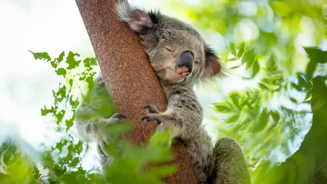 Koalas