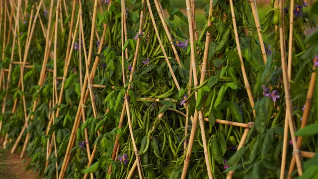 Inspirasi Kebun Kacang Panjang Rambat di Pagar Bambu (AI)