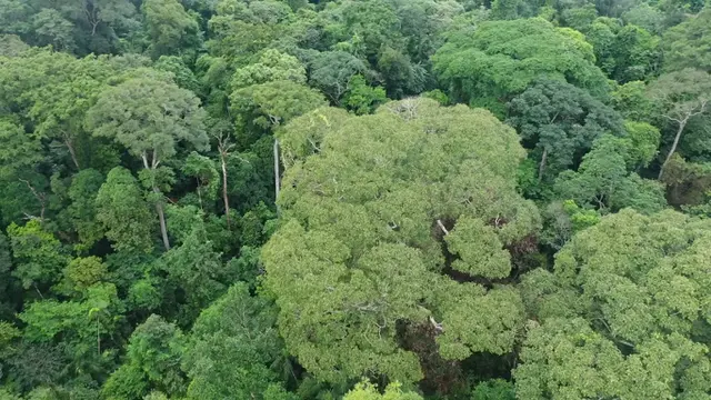 Pohon Disambar Petir