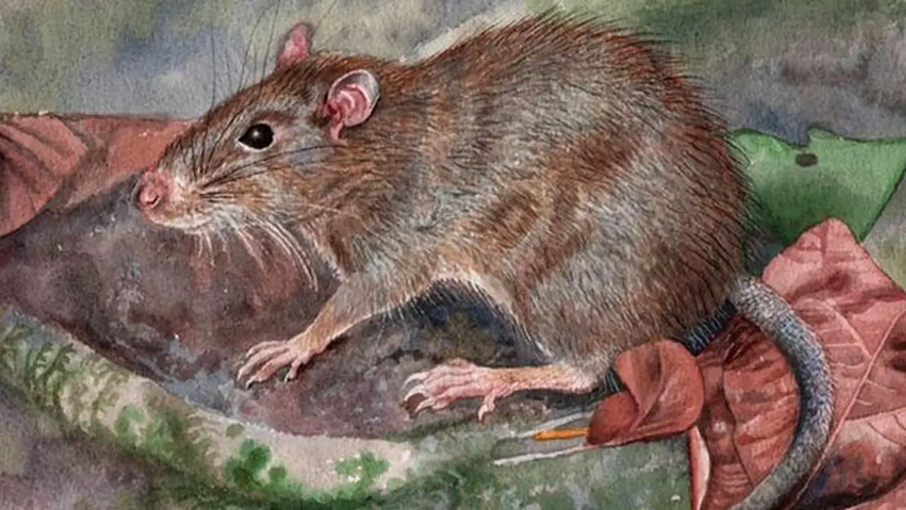 tikus-spiny-130921a.jpg