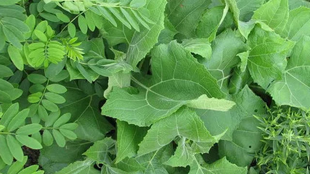 Mengungkap Costus Igneus, Tanaman Insulin dalam Pengobatan Diabetes, Manfaat serta Efek Sampingnya