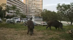 Dua ekor babi hutan memakan rumput di taman dekat dengan permukiman warga di Ajaccio, di pulau Mediterania Prancis, Corsica (18/4/2020). (AFP/Pascal Pochard-Casabianca)