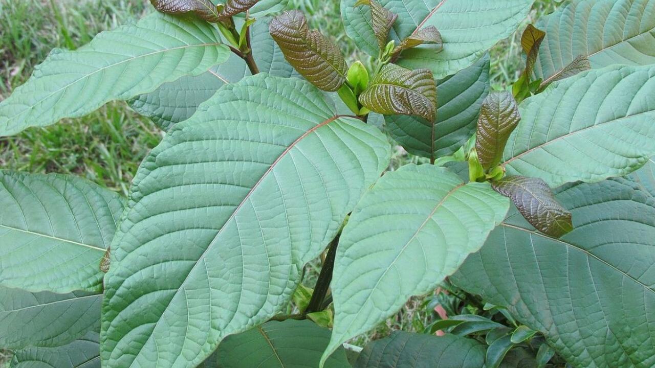 Manfaat Daun Kratom untuk Kesehatan