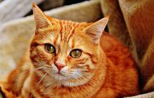 7 Manfaat Minyak Ikan untuk Kucing, Baik untuk Kesehatan Jantung
